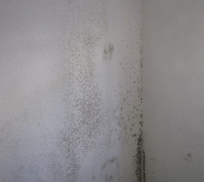 Mold in home